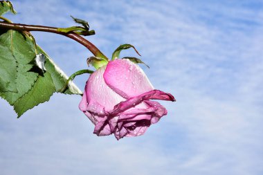 Gökyüzü arka planında parlak gül çiçeği