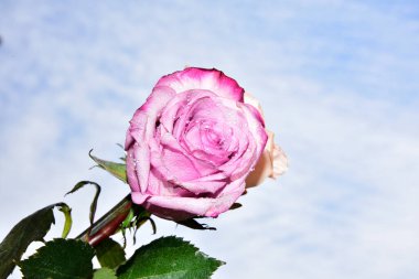 Gökyüzünde güzel gül çiçekleri