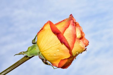 Gökyüzü arka planında parlak gül çiçeği