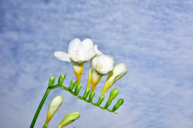Gökyüzünde beyaz bahar çiçekleri