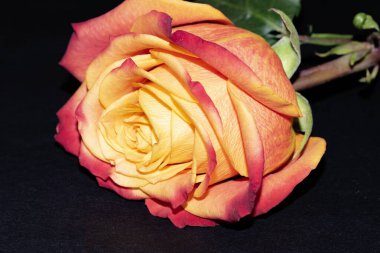 Siyah arkaplanda güzel bir gül