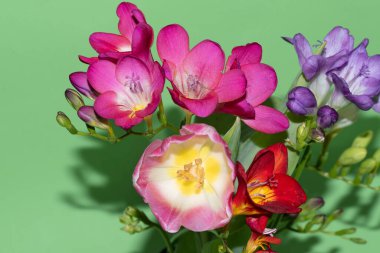 Güzel çiçekler, yakın manzara, yaz konsepti.