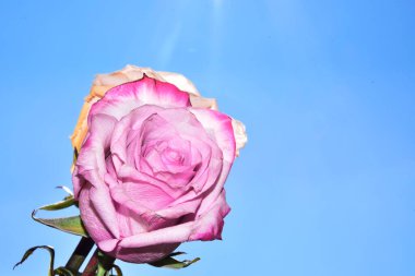 Gökyüzünde güzel gül çiçekleri