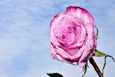 Gökyüzü arka planında parlak gül çiçeği