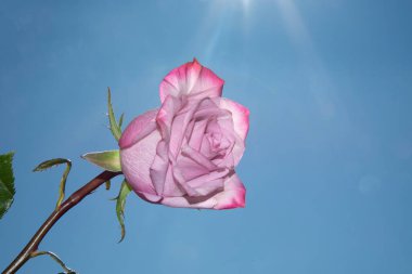 Gökyüzü arka planında parlak gül çiçeği
