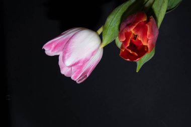 Siyah arka plan üzerine güzel Lale çiçek