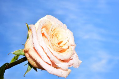 Gökyüzü arka planında güzel bir gül çiçeği