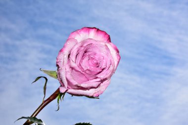 Gökyüzü arka planında parlak gül çiçeği