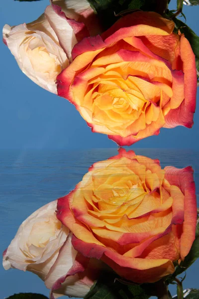 Beautiful Rose Flower Water Reflection — Stockfoto