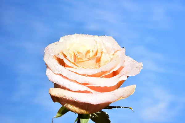 Красивый Цветок Розы Фоне Неба — стоковое фото