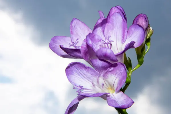 Belles Fleurs Violettes Contre Ciel — Photo