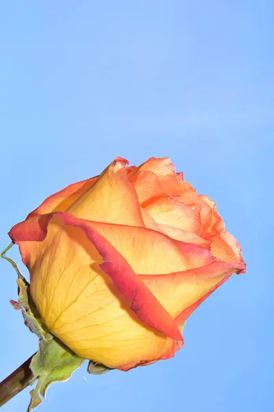 Luminoso Fiore Rosa Sfondo Cielo — Foto Stock