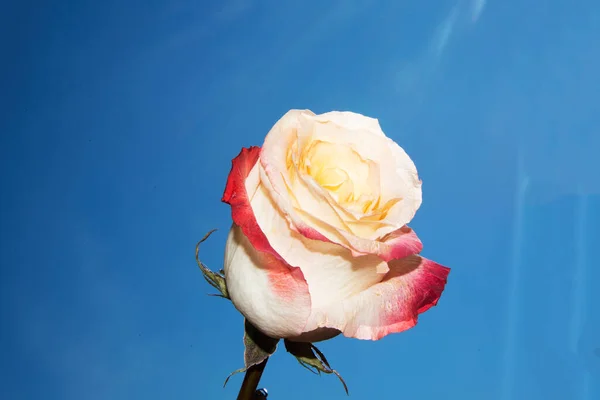 Flor Rosa Brillante Fondo Del Cielo — Foto de Stock