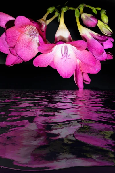 Flores Bonitas Sob Água Com Reflexão — Fotografia de Stock
