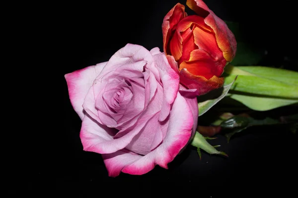 Schöne Rosen Und Tulpenblumen Auf Schwarzem Hintergrund — Stockfoto