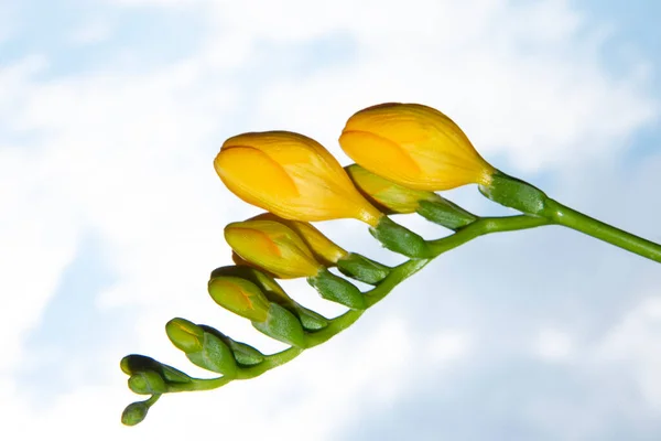 Yellow Spring Flowers Sky Background — Stock Photo, Image