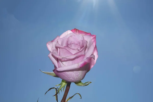 Яркий Цветок Розы Фоне Неба — стоковое фото