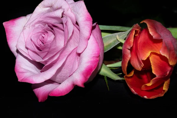 Krásná Růže Tulipán Květiny Černém Pozadí — Stock fotografie