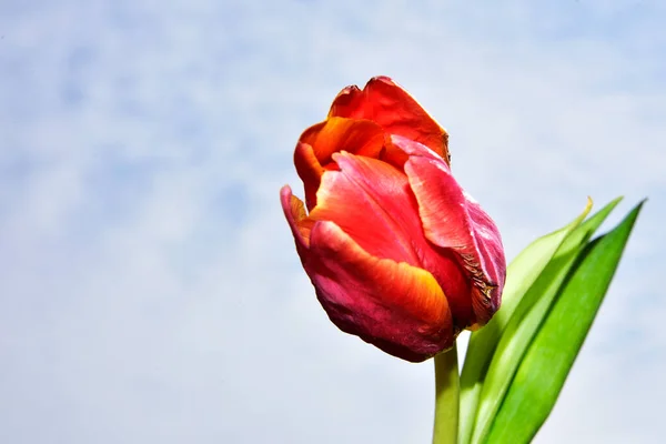 Nahaufnahme Einer Roten Tulpe Auf Himmelshintergrund — Stockfoto
