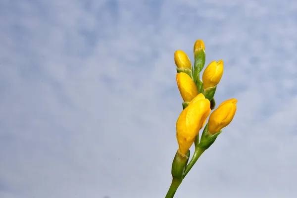 Flores Amarelas Primavera Fundo Céu — Fotografia de Stock