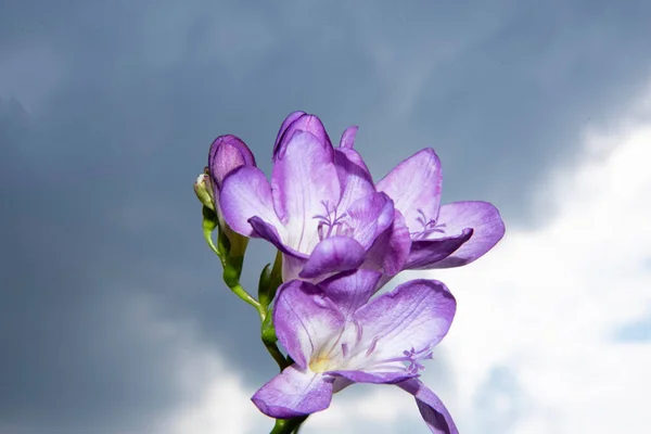 Belles Fleurs Violettes Contre Ciel — Photo