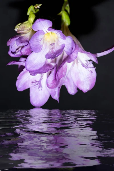 Hermosas Flores Bajo Agua Con Reflejo — Foto de Stock