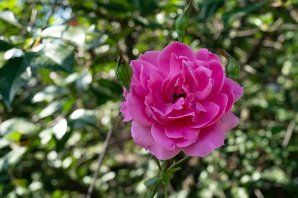 Beautiful Pink Roses Garden — Stock Photo, Image