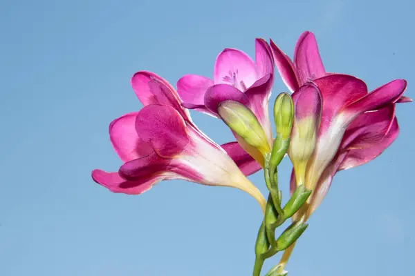 Krásné Jarní Květiny Modrém Pozadí — Stock fotografie