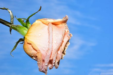 Gökyüzü arka planında güzel bir gül çiçeği
