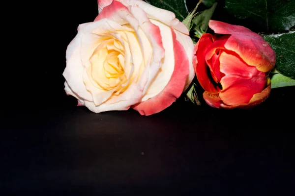 黑色背景的美丽的玫瑰和郁金香花 — 图库照片