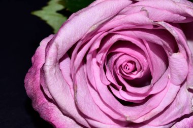 Siyah arkaplanda güzel bir gül