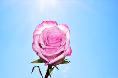 Gökyüzü arka planında parlak gül çiçeği