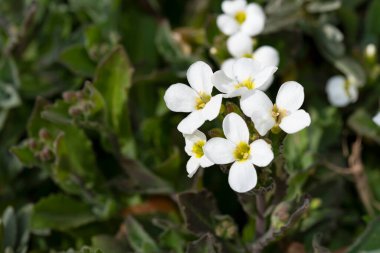 Bahçede büyüyen beyaz çiçekler