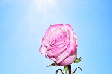 Gökyüzü arka planında parlak gül çiçeği