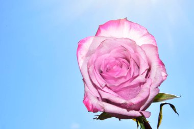 Gökyüzü arka planında parlak gül çiçeği