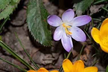 bahar çiçeği, bitki örtüsü ve botanik konsepti