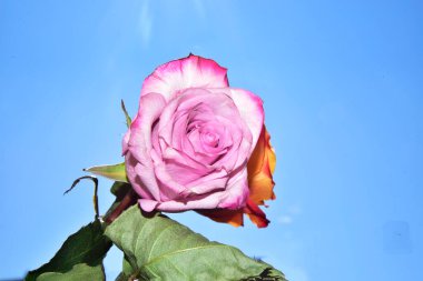 Gökyüzünde güzel gül çiçekleri