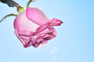 Gökyüzü arka planında parlak gül çiçeği