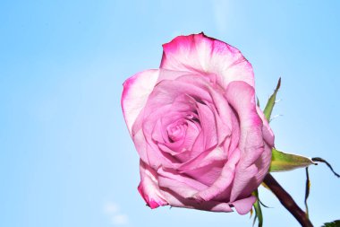 Gökyüzü arka planında parlak gül çiçeği