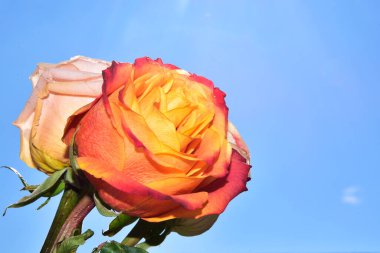 Gökyüzünde güzel gül çiçekleri