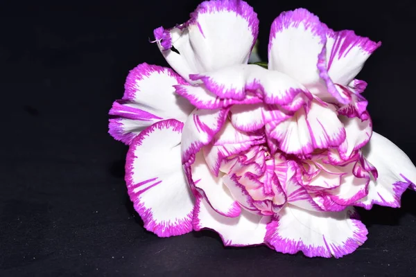 Vacker Rosa Blomma Svart Bakgrund — Stockfoto