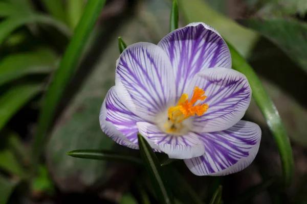 Fiore Croco Giardino — Foto Stock