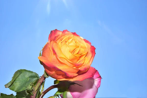 Belas Flores Rosa Fundo Céu — Fotografia de Stock