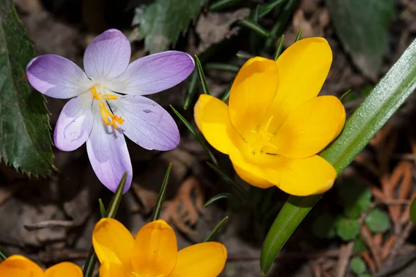 Vår Krokus Blommor Flora Och Botanik Koncept — Stockfoto