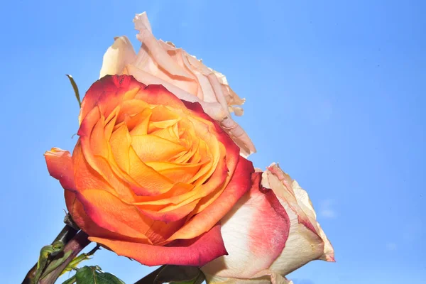 Красивые Цветы Розы Фоне Неба — стоковое фото