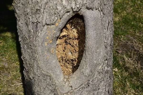 公園で古い木の樹皮 — ストック写真