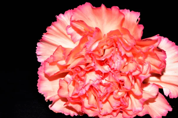 Piękny Różowy Kwiat Czarnym Tle — Zdjęcie stockowe