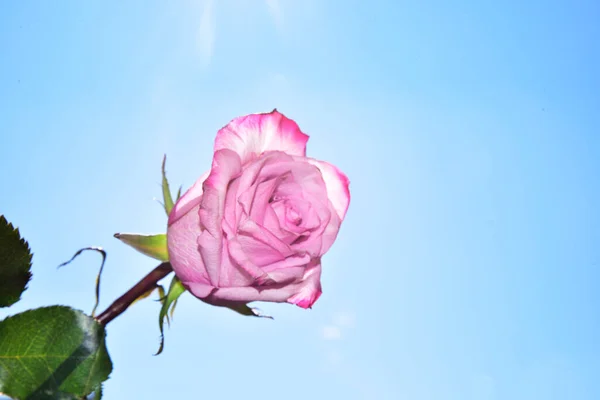 天空背景上明亮的玫瑰花 — 图库照片