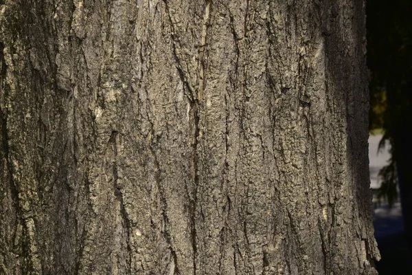 Стара Текстура Кори Дерева Крупним Планом — стокове фото