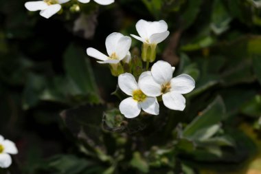 Bahçede büyüyen beyaz çiçekler